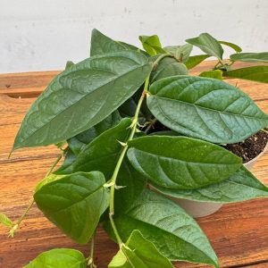 Ficus Sagittata