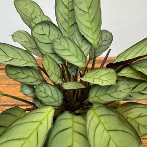 Ctenanthe Burle-Marxii 'Amagris'