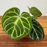 Anthurium Silver Blush