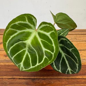 Anthurium Silver Blush