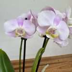 Phalaenopsis - 2 Hastes