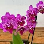 Phalaenopsis - 2 Hastes