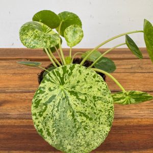 Pilea Mojito