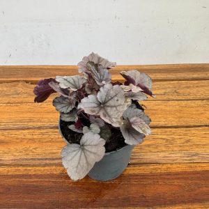 Heuchera Indian 'Summer Mix'