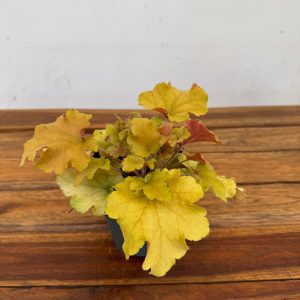 Heuchera Indian 'Summer Mix'
