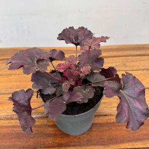 Heuchera Indian 'Summer Mix'