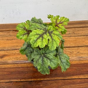 Heuchera Indian 'Summer Mix'