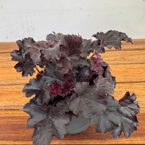 Heuchera Indian 'Summer Mix'