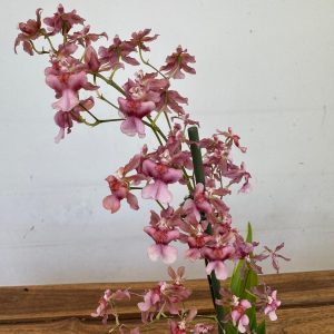 Oncidium Rosa V.12