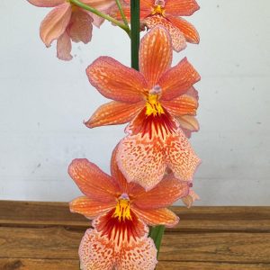 Burrageara Nellys Isler - Laranja