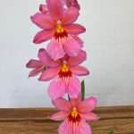 Burrageara Nellys Isler - Rosa