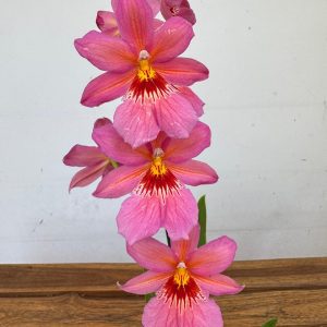 Burrageara Nellys Isler - Rosa