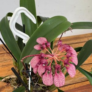 Bulbophyllum 'eberhardtii' - Suspensão