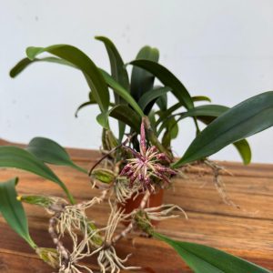 Bulbophyllum 'eberhardtii' V.10