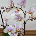 Phalaenopsis - 2 Hastes