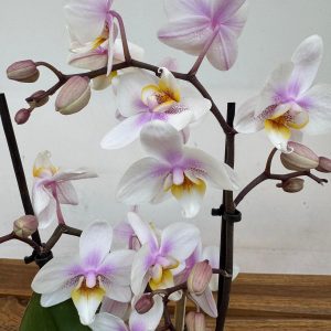 Phalaenopsis - 2 Hastes