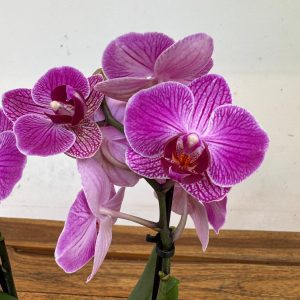 Phalaenopsis - 2 Hastes