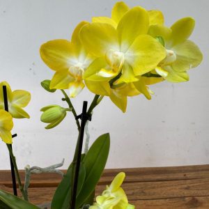 Phalaenopsis - 2 Hastes