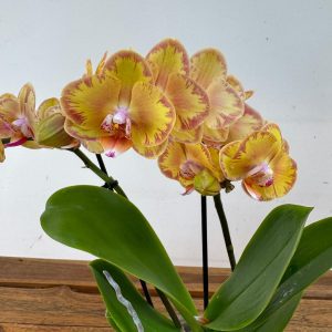 Phalaenopsis - 2 Hastes
