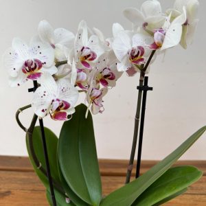 Phalaenopsis - 2 Hastes