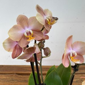 Phalaenopsis - 2 Hastes