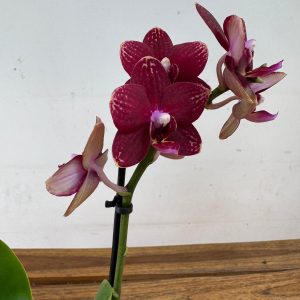 Phalaenopsis - 2 Hastes