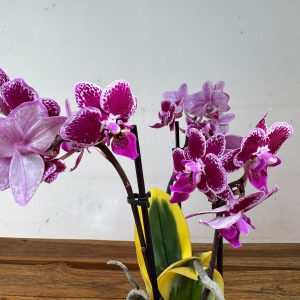 Phalaenopsis - 2 Hastes