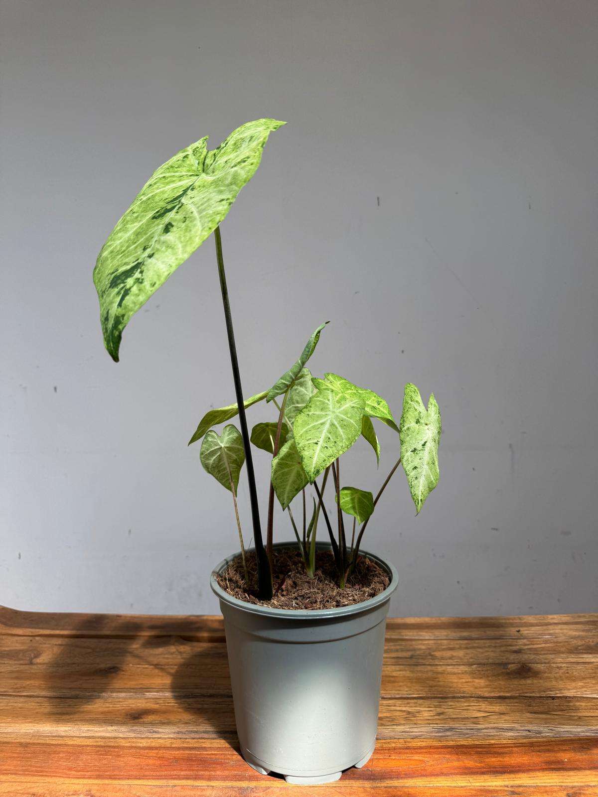 Caladium 'Frog In A Blender' - Image 3