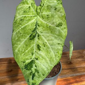 Caladium 'Frog In A Blender'