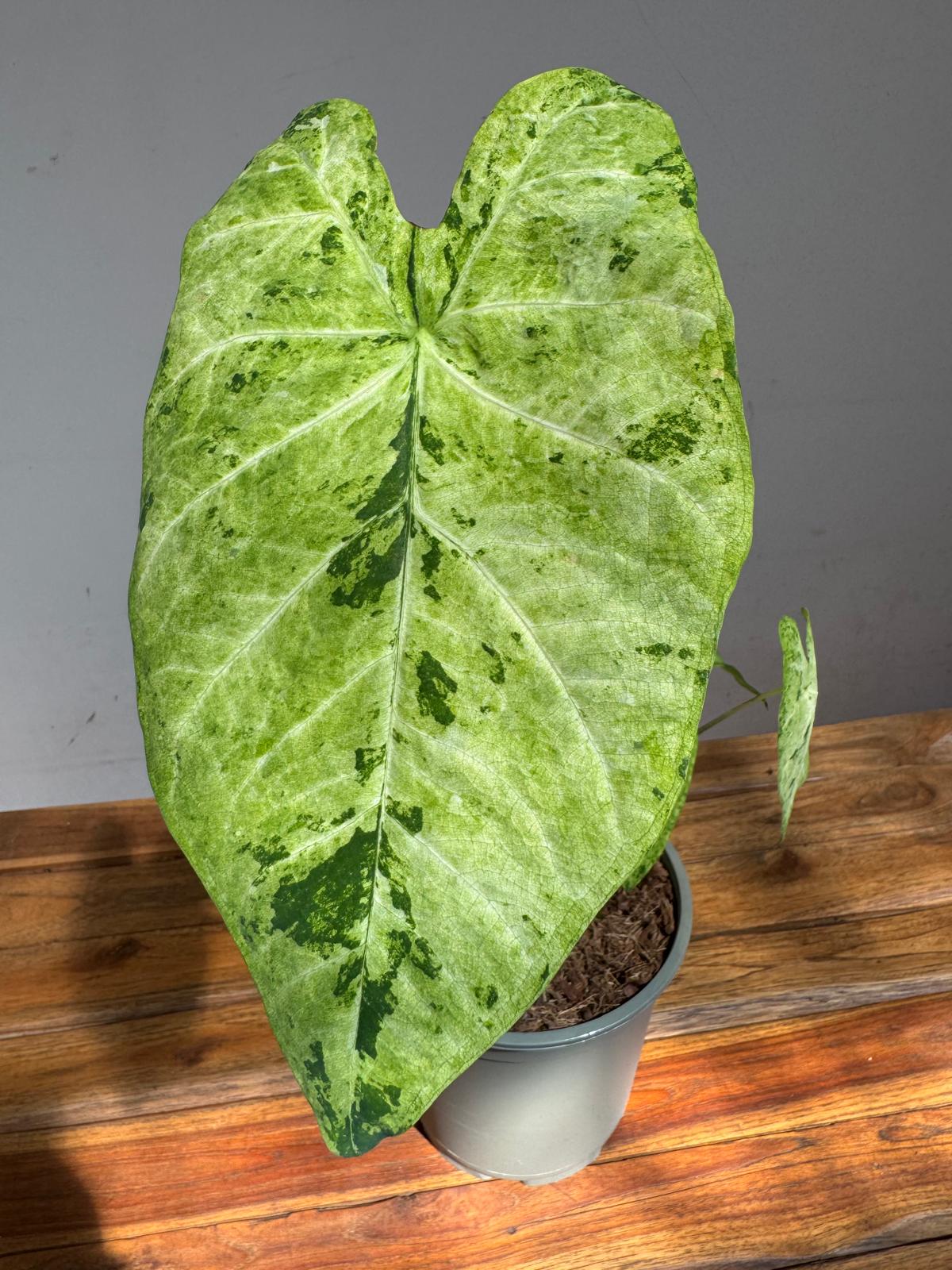 Caladium 'Frog In A Blender'