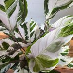 Calathea Fusion White V.19