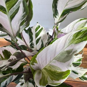 Calathea Fusion White V.19