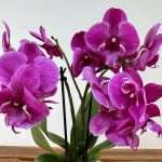 Phalaenopsis - 2 Hastes