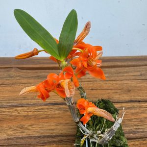 Dendrobium - Montagem