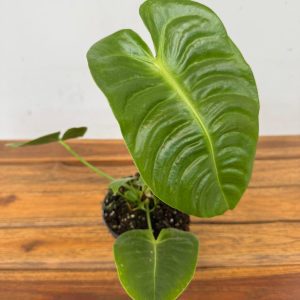 Anthurium Veitchii