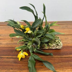 Promenaea Hybrida - Montagem