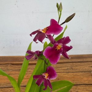 Cambria V.12