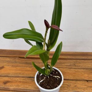 Cattleya C/ Botão Floral V.12