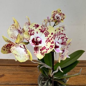 Phalaenopsis - 2 Hastes
