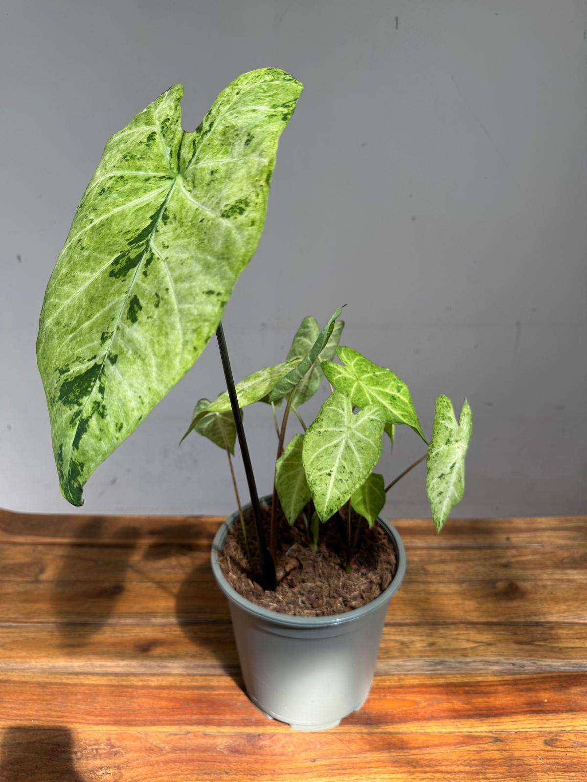 Caladium 'Frog In A Blender' - Image 2
