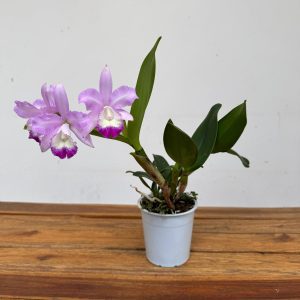 Cattleya V.12