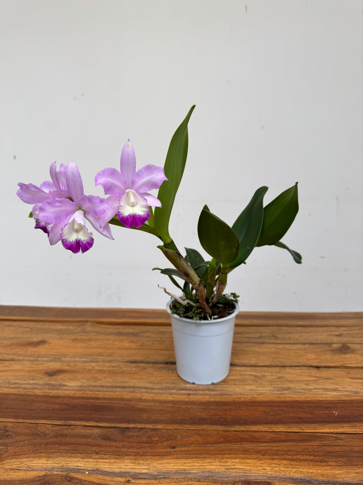 Cattleya V.12
