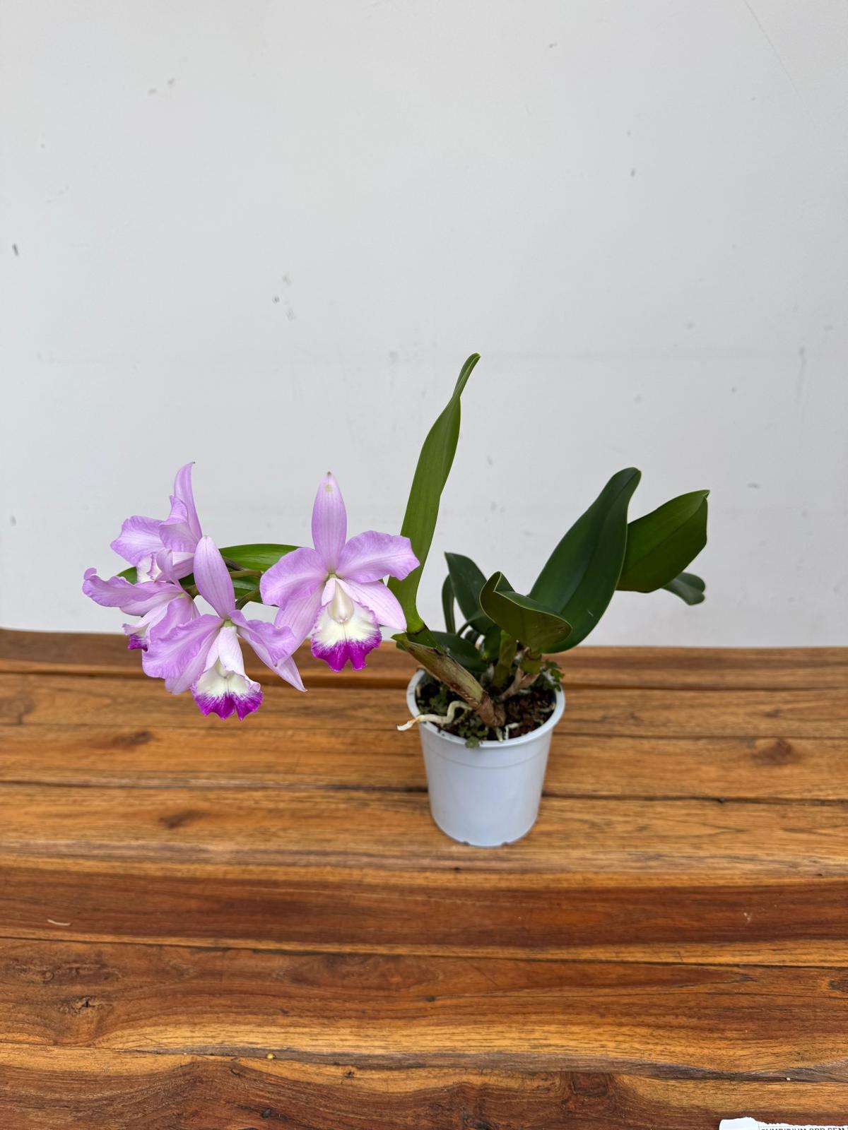 Cattleya V.12 - Image 2
