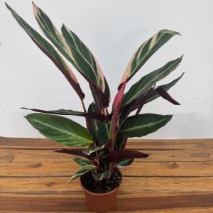 Calathea 'Triostar'