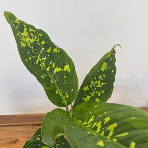 Dieffenbachia 'Spotty'