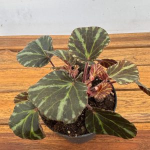 Begonia Leaf Bebeijn