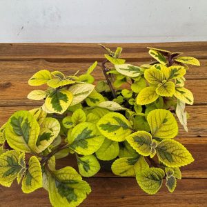Plectranthus 'Golden Beauty'