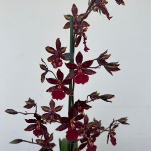 Cambria 1 Haste - V.12