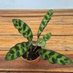 Calathea 'Maranta-Cascavel'