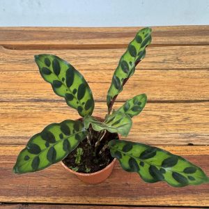 Calathea 'Maranta-Cascavel'